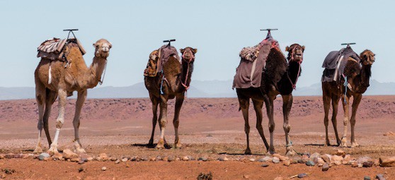Four camels demonstrating their creativity in public relations.
